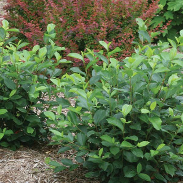 Aronia, Low scape mound shrub