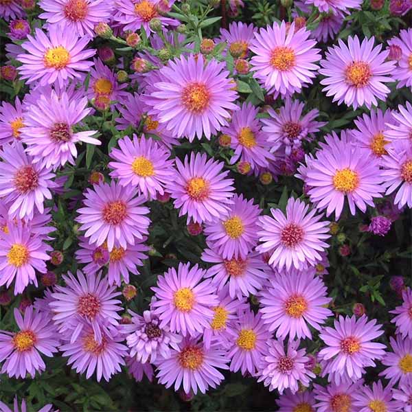 Aster-Woods-Purple flower
