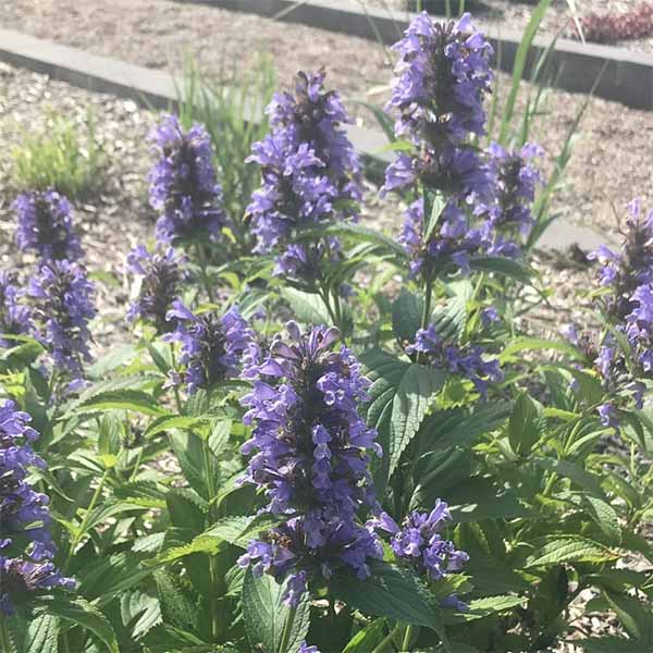 Catmint-Blue-Prelude flower