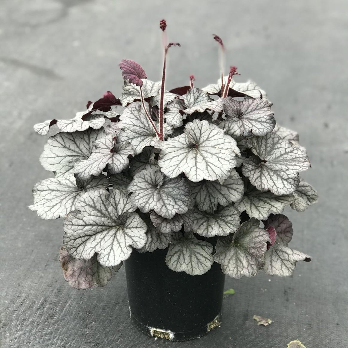 Coral Bell Northern Exposure Silver