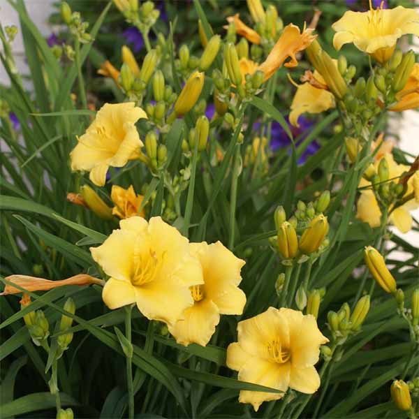 Daylily-Stella-DOro flower