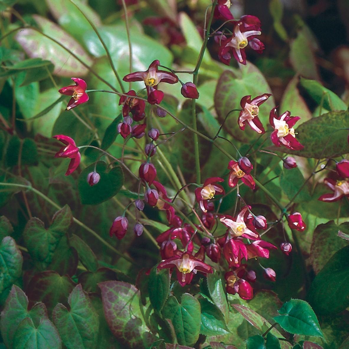 Epimedium-Rubrum plant