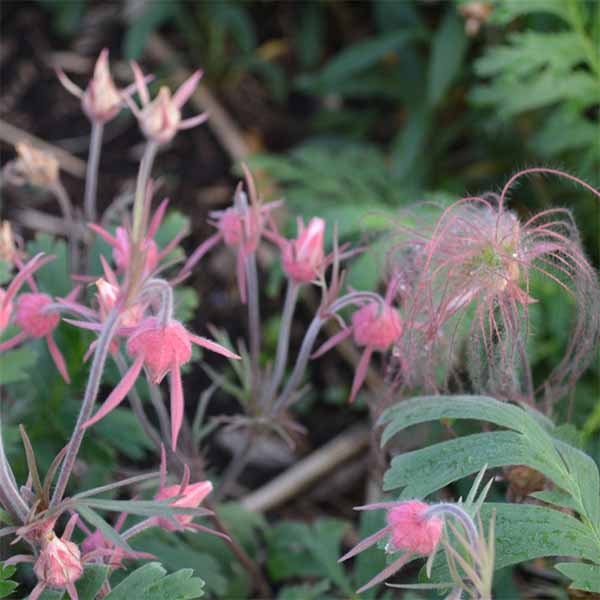 Geum, Prairie Smoke flower