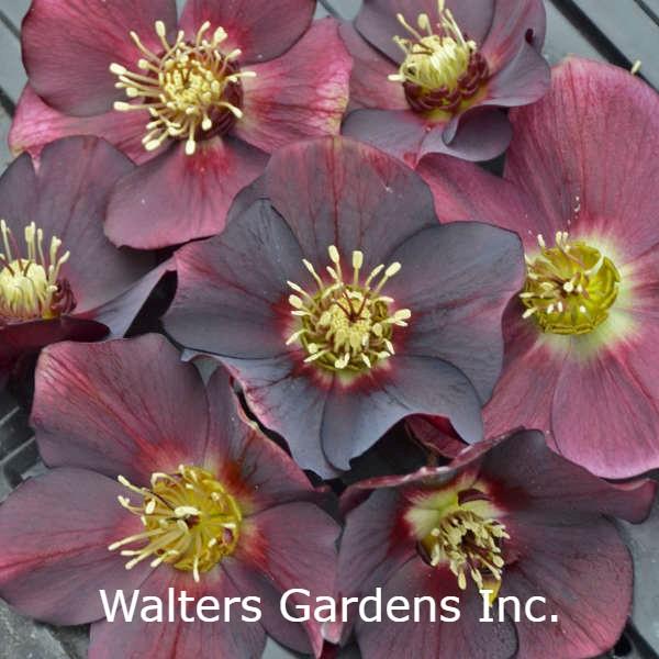 Helleborus 'Rome in Red' plant