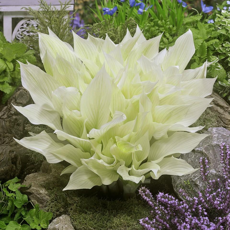 Hosta-White-Feather plant