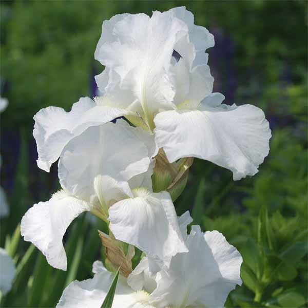 Iris-Germanica-Immortality flower