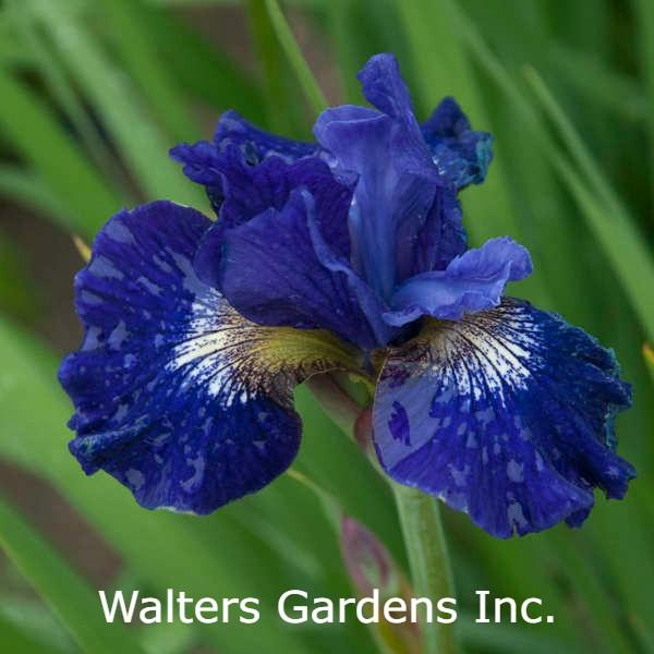 Iris Siberian Over in Gloryland flower