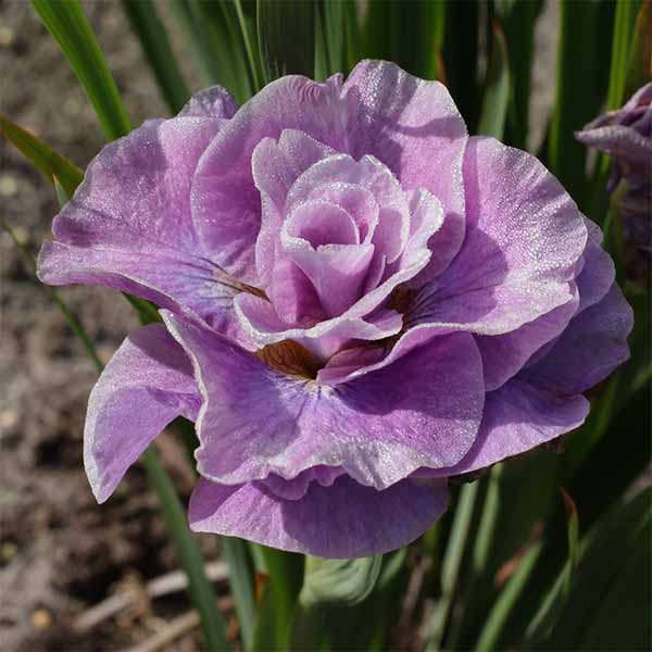 Iris-Siberian Pink Parfait flower