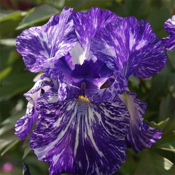 Iris-germanica-Batik flower