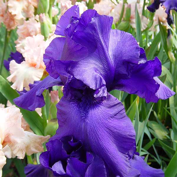 Iris-germanica-Breakers flower