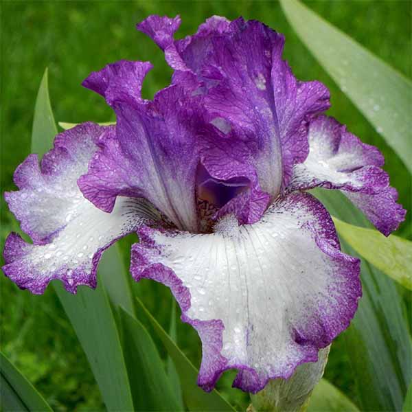 Iris-germanica-Mariposa-Autumn flower
