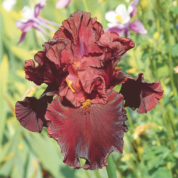 Iris-germanica-Raptor-Red flower