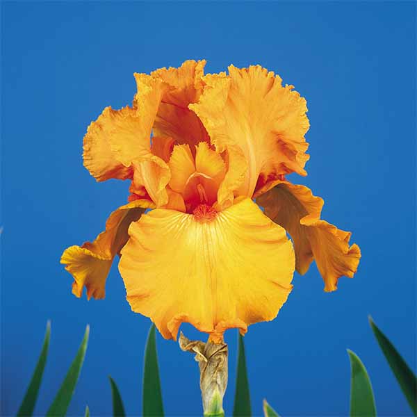 Iris-germanica-Savannah-Sunset flower