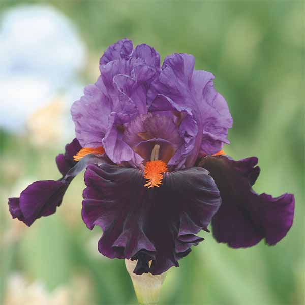 Iris-germanica-Sharp-Dressed-Man flower