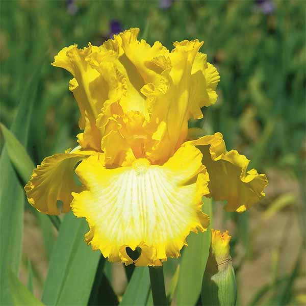 Iris-germanica-That-s-all-Folks flower