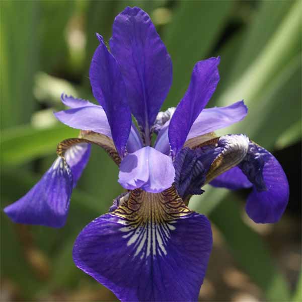 Iris-siberian Caesars-Brother flower