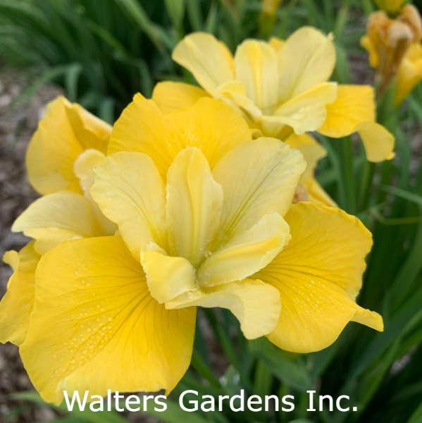 Iris siberian 'Sunfisher' flower