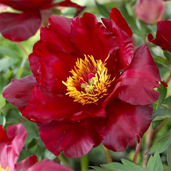 Itoh Peony-Scarlet-Heaven flower