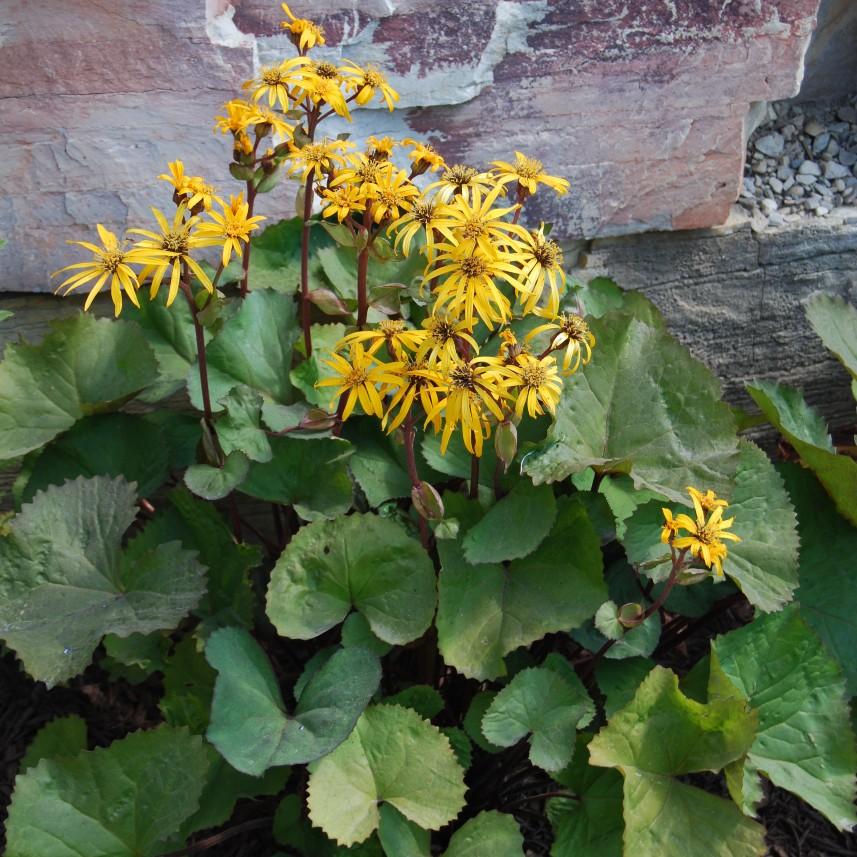 Ligularia-Othello plant