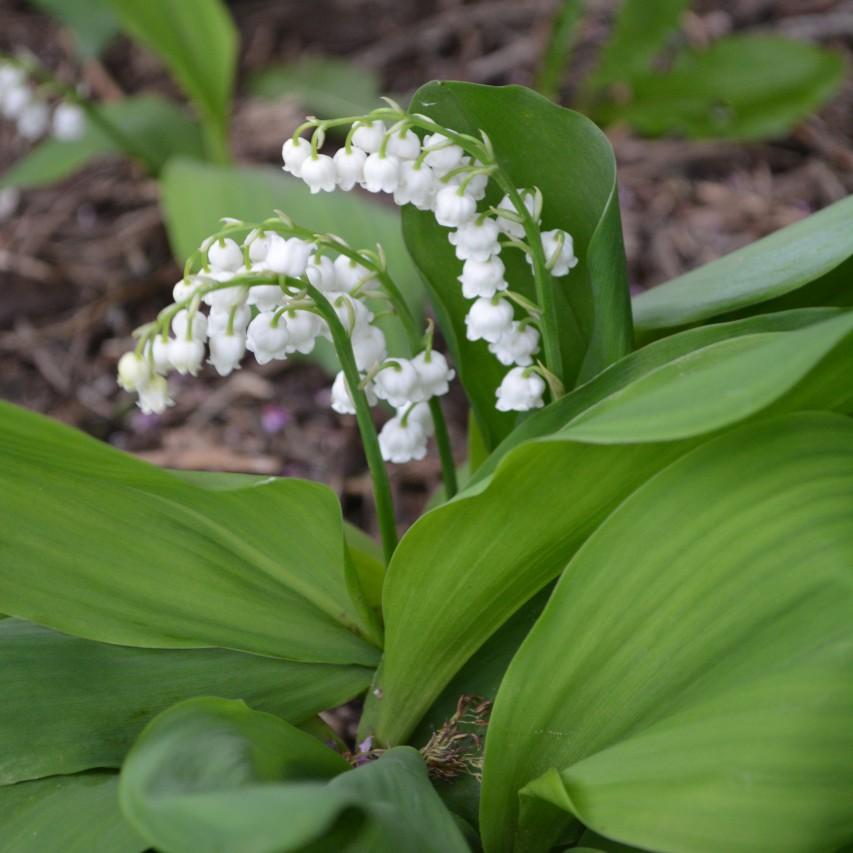 Lily of the valley plant
