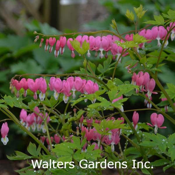 Old Fashioned Bleeding Heart Pink