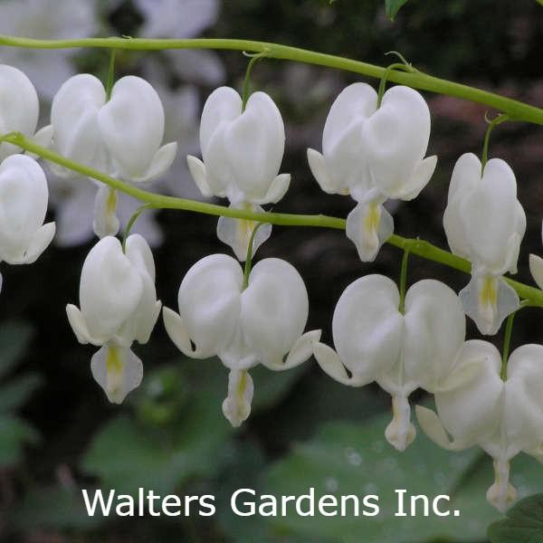 Old Fashioned Bleeding Heart White