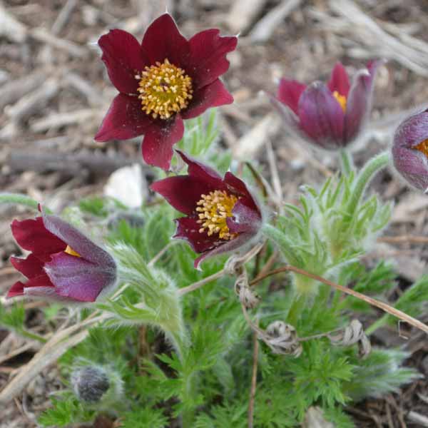 Pasque Flower Red