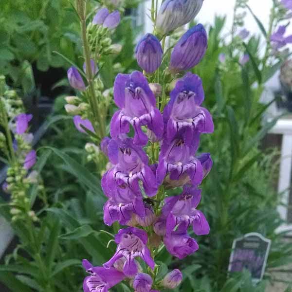 Penstemon, Prairie Dusk flower