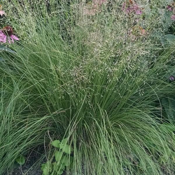 ornamental grass