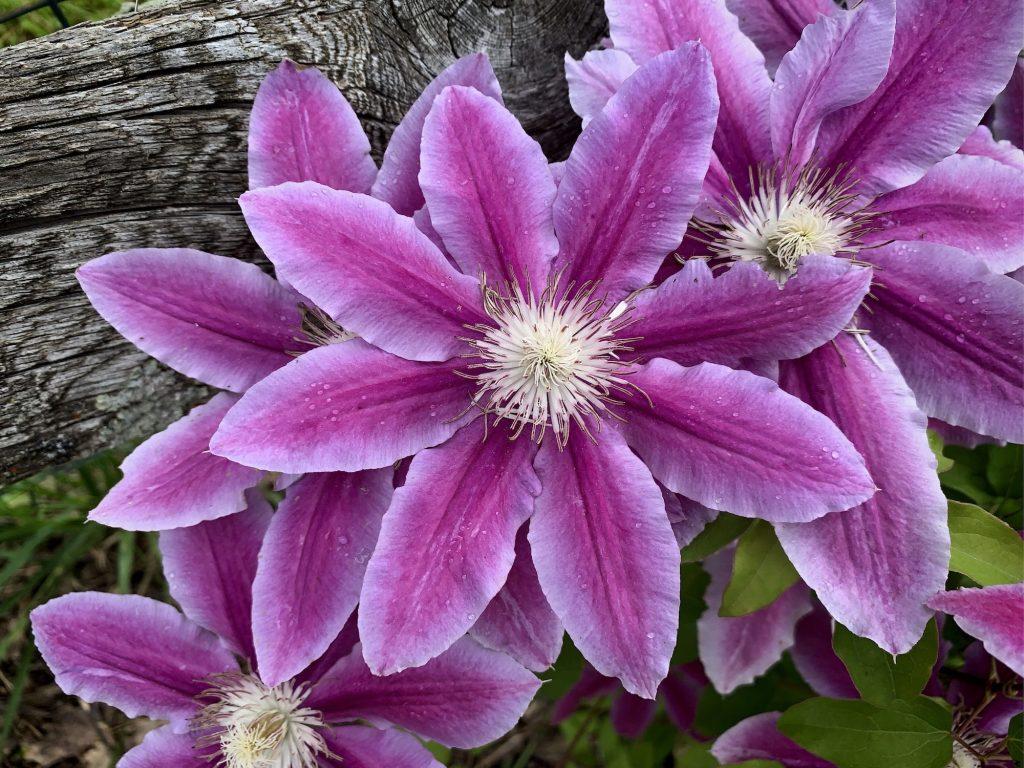 Pink and purple clematis flowers