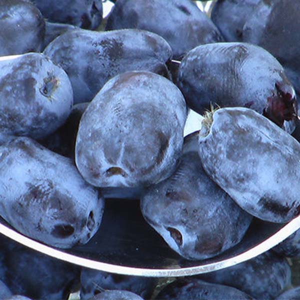 Honeyberry, Borealis blueberry