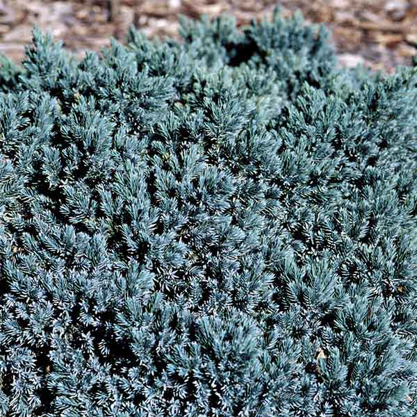 Juniper, Blue Star shrub