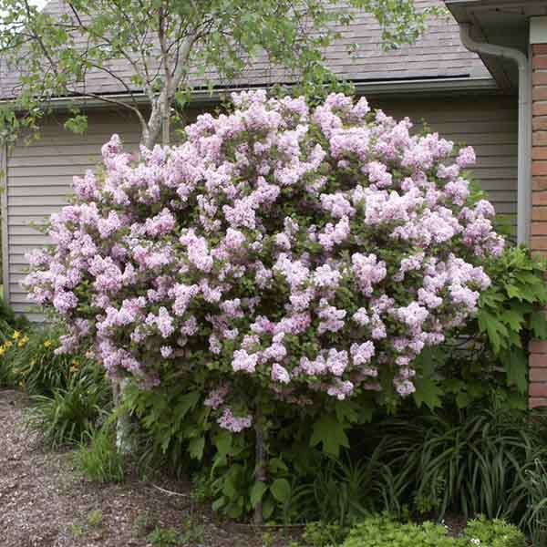 Lilac-Miss-Kim- shrub