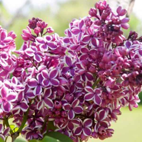 Lilac, Sensation shrub