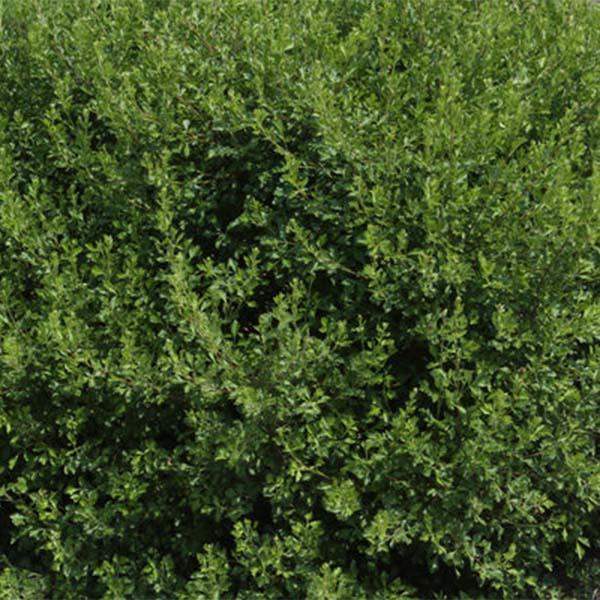 Sumac, Lacette Fragrant shrub