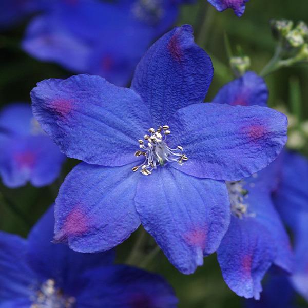 HIRES-Delphinium-grandiflorum-Blue-Butterfly flower