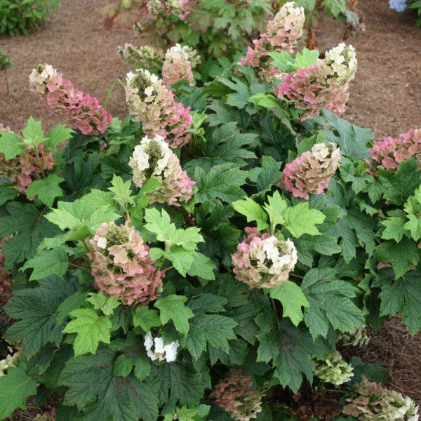 Jet Stream Hydrangea